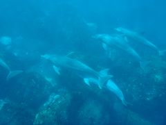 西表島に行くはずが、台風で急遽三宅島ドルフィンスイムへ・・・