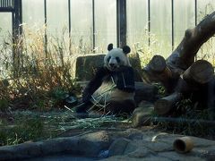 ももへの手紙　《 湯島天神の梅～上野動物園 パンダ♪》