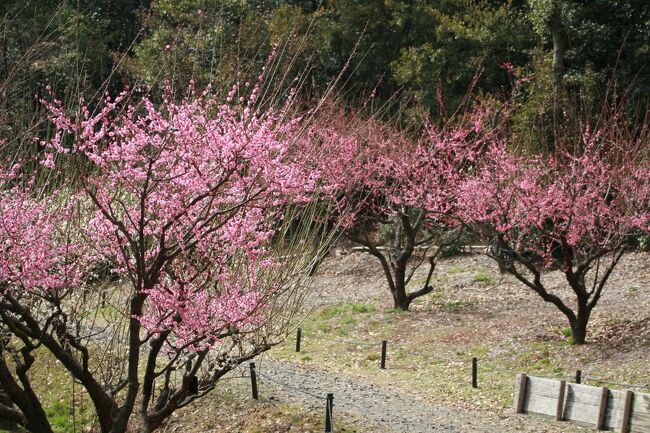 　早春の東山植物園の紹介です。ウィメンズマラソンを観戦し、昼食の後に見学してきました。最初は梅林と早春の花木、シナマンサクやサンシュユの花の紹介です。