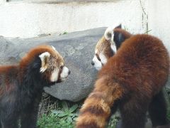 『ひらパー』でレッサーパンダコミュのオフ会に飛び入り！