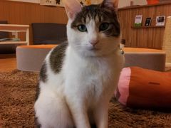 【猫カフェ45】 京都の猫カフェはしご　「ねこぅあん」「ねこ会議」　～ちびくま旅行記～