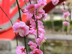 例年よりひと月遅れでようやく見頃　【亀戸天神社の梅】