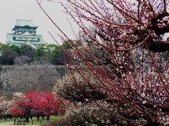 2012.3.15 大阪城の梅林はまだ６分咲きでした。