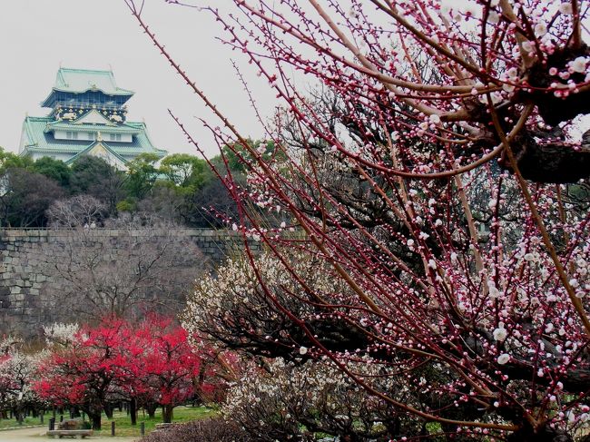 大阪への出張で、朝に大阪城の梅園を訪問しました。<br />あいにく天気は余りよくなかったのが残念です。