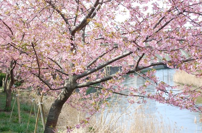 今年の花の開花は寒いせいか遅い。 <br />梅は1か月以上遅れ、早咲きの河津桜も１か月くらい遅れてようやく満開近くになってきた。1か月前に、鋸南に水仙を見に来た時に頼朝桜を知った。 <br />頼朝桜は町おこしで10年前から河津桜を大量に植樹している。<br />頼朝桜は、佐久間ダム親水公園に２６００本、保田川沿い６００本など計１万４千本。<br />鋸南の河津桜は当地の頼朝伝説から、頼朝桜と名付けられた。<br /><br />その頼朝桜がようやく見ごろを迎えてきているとの事で、天気も良い日に訪れた。 <br />観光案内所で教えてもらった。保田川沿い、佐久間川沿い、線路沿い、佐久間ダム周辺と４か所の頼朝桜を見た。<br />やや満開には早かったが、頼朝桜に加えて、梅や菜の花さらに水仙まで見られて十分に鑑賞できた。<br /><br />まだ、来週も十分に鑑賞出来る。<br /><br />