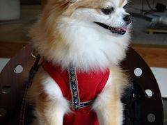 ◆犬旅◆　静岡/伊豆高原【サンロード 離れ特別室】～祝６歳の誕生日～週末２日間(2012.11)