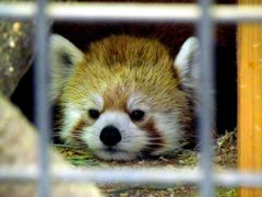 初春のレッサーパンダ紀行【５】　上野動物園　上野の秘密のパンダ君に会いに