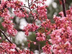 横浜八景島シーパラダイスのオカメザクラが、ようやく開花しました　２０１２年３月１８日
