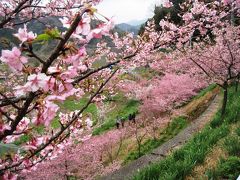 佐久間ダムで花さんぽ　～南房総でいちばんの桜の名所～