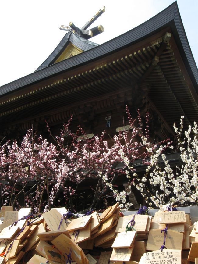 合格祈願で有名な湯島天神に梅の花をコンデジで撮りにいってきました。<br />まだ蕾もありましたが綺麗に咲いていました。