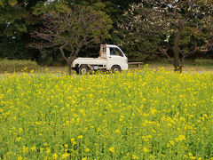 ２０１２　浜離宮恩賜庭園　菜の花　梅の花