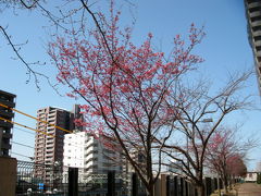 工場見学と桜探し＆ステーションタッチラリー参加