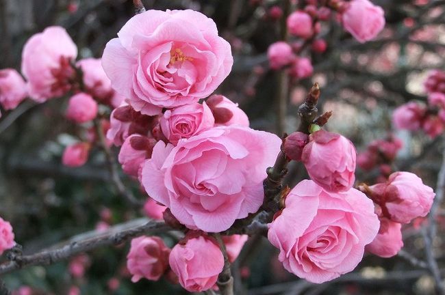 今年のように開花が遅れなければ気がつかなかったかもと・・・・<br /><br />いつものようにコインランドリーに洗濯物放り込んで待ってる間に近くの梅の花チェックと出かけて見ました<br /><br />写真を撮ろうとしたらメモリーカード入ってないことに気がつく<br /><br />は〜あ　またやってしまった<br /><br />しょうがないので画素数を最小にして撮れる枚数確認<br />う〜ん34枚・・・・<br />フイルムのカメラの時代では問題のない枚数だがデジカメでは・・・・<br /><br />まあ乾燥機に入れただけなので時間も15分ぐらいだし<br />家まで取りに戻るのも面倒だ<br />いつでもこれるとこなので気に入ったのだけを撮ればいいかと<br /><br />本日のメインは開運という種類の梅を中心にしました<br />（苦しい言い訳です）<br /><br />開花途中のお花だけ見るとバラのような咲き方です<br />完全にひらいてしまうとちょっと大きな花びらの梅という感じです<br /><br />3月24日写真追加