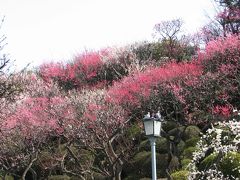 池上梅園２０１２年３月２０日