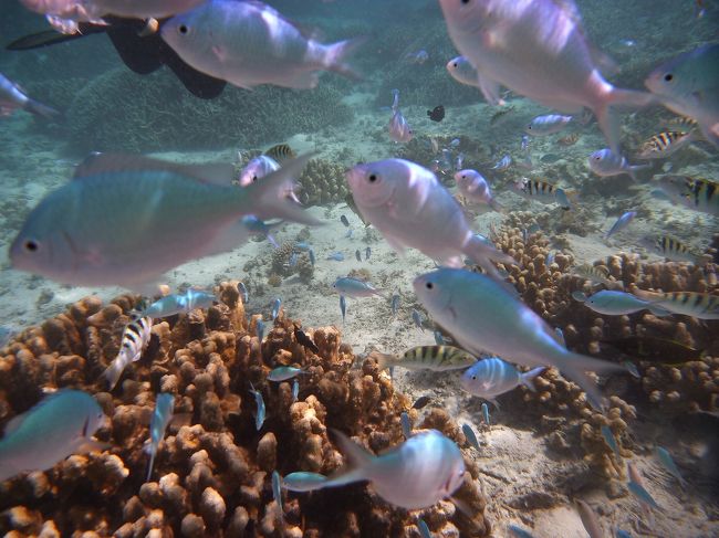 「シュノーケルで魚を沢山見たい！」という父の要望により<br />色々と現地ツアーを探したり、クチコミを調べてみましたが<br />優柔不断な私は、調べれば調べるほど絞り込めなくなり。。。<br />結局「移動に時間をかけたくないよね」という母の一声により<br />アクアリゾート内のショップ主催のシュノーケルツアーに決定♪<br /><br />アクアリゾート前の海と言えば、ナマコ＆海藻パラダイス（笑）<br />でもその向こうには、どんな世界が待ち受けているのでしょうか？<br />って、表紙の写真でお分かりですよね♪<br /><br />それでは「ﾆﾓ･ｼｭﾉｰｹﾙﾂｱｰ in ｻｲﾊﾟﾝ」の始まり始まり〜！<br />