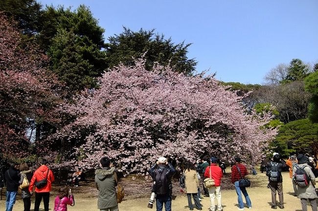 新宿御苑の寒桜見ごろになったというので出かけて見ました<br /><br />いい感じの寒桜の木は3本もう一本は咲き始めという感じでしばらく楽しめそうです<br /><br />他の種類は東海桜（つぼみ）、十月桜（ぱらぱら）、オカメ（咲き始め）、子福桜（ぱらぱら）、河津桜（2〜3分）、修善寺寒桜（咲き始め）とこんな感じです<br /><br />種類を問わなければしばらくはいつ出かけてもはずれはないかなという感じで帰ってきました<br /><br />表紙の写真は日本庭園にある寒桜<br />いい感じで咲いてました