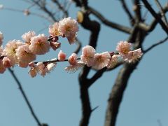 花粉症との戦いを繰り広げた大倉山梅まつり