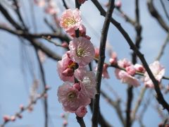 春分の日に　湯島天神