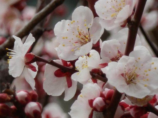 水戸偕楽園の梅が、やっと６分咲きになったということで、天気がよければ、今週末にでも鑑賞しにでかけたいな～と・・・。<br /><br />そして、近所でも、あちこちのお庭の梅が開き始めているのを見かけるようになり、やっと春がきた～！と、今日は、カメラを持って、近所をぶらぶら歩いてみました。<br /><br />昨日は、青空がきれいだったのですが、今日は、たまに陽は射すものの、曇り空・・。今まで、コンデジのオートでしか写真を撮ったことがなかった私も、やっと、露出という調整があることを知り（知ってたんですが面倒くさくていつもオート任せ）、ちょこっとそれも試しながら、練習してみました。