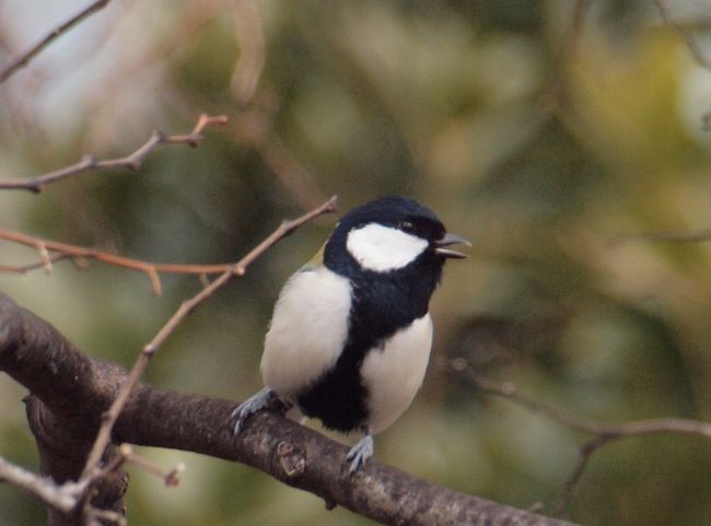 今年の冬は、寒さのせいか、身近に見られる野鳥が少なかったように思います。<br />梅や寒桜が咲くのが遅かったせいで、メジロが姿を現すのも遅れました。<br /><br />ジョウビタキも数が少なく、その他の野鳥の種類も例年より減。<br /><br />そんな中でしたが、今年は、カモメに注目して撮影してみました。<br /><br />オオセグロカモメの見分け方など、潮来メジロさんに教えていただきましたが、なかなか難しいですね。<br /><br />初心者ですので、間違いなどありましたら、ご指摘いただけると助かります。<br /><br />では、その様子です。<br /><br />