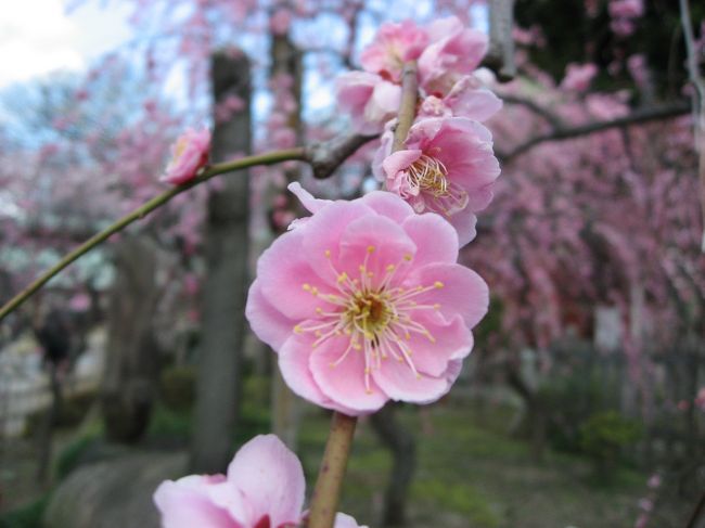 ’１２　亀戸天神梅祭り＆香取神社しだれ桜＆亀戸食べ歩き