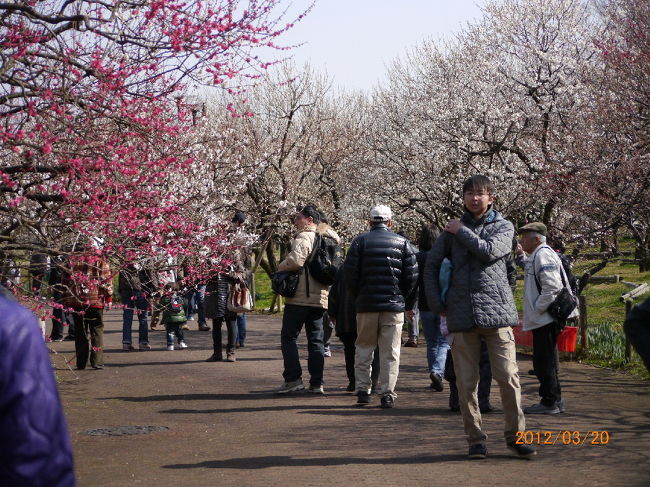 ３月２０日、春分の日。朝からの好天で春の野山が誘う。自転車を走らせ、多摩川堰堤の春風を切って府中「郷土の森」に向かう。ここには約３０００本の梅の木が植樹されていて、梅の名所になっている。ここ数日急に暖かくなった春の陽気は、開花を促し、今が丁度満開の時期。<br /><br />入園料２００円は懐に優しい。大勢の人が券売所の前に並んでいる。今日を心待ちにしていた人々に違いない。園内も又大勢の人。それぞれ皆顔がほころんでいる。花園を散策する人の顔立ちだ。<br /><br />園内の奥、多摩川に面した梅園は、見事な満開に咲き誇っている。１本だけではひっそりとした心なし遠慮がちな梅の木も、こうして３０００本余の梅が一斉に開花している様は、豪華絢爛。満開の桜にも劣らない。<br /><br />そぞろ歩きの人々、大きなカメラを接写して熱心に撮影している人、縁台に座し何かの苦吟をしている人。人それぞれが春の訪れを楽しみ、今日の梅園を喜んでいる。<br /><br />当方も芝生の上に横たわり、暫しまどろむ。風も無く、春の日差しは暖かく、いつの間にか睡魔の虜になってしまった。ほのかに香る梅の香。原発も無い、戦争も無い、震災も無い、こうした一時の平和がいつまでも続いて欲しかった。<br /><br /><br />＜　梅の香に　誘われ飛び交ふ　シジュウカラ　＞