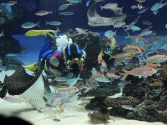 夢いっぱい人もいっぱいのサンシャイン水族館（3）魚に埋め尽くされた優雅な水中パフォーマンス