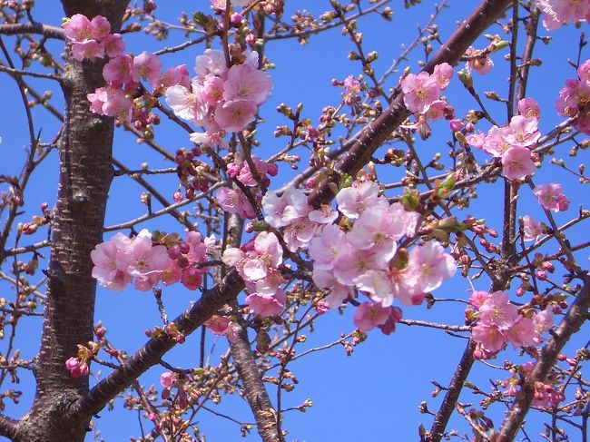 今年の河津桜は開花が遅れ、高大さわやかＯＢ会の歩こう会で計画したのが3週間前、下見で開花していないことを毎週確認、その都度延期して3週目でやっと2〜3部咲きになったので実施することに・・。<br /><br />河津桜は久喜市鷲宮地区を流れる青毛堀川両岸に鷲宮神社まで約4ｋｍに渡り350本植えられている。<br />また、若木だが今年あたり十分お花見が出来る状態にある。