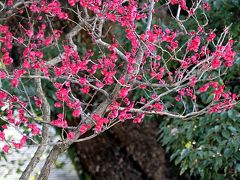 Solitary Journey ［1013］ 旅の終わりに…満開の梅の花に遭遇することができました。＜太宰府天満宮梅園＆参道＞福岡県太宰府市