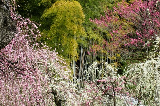 　今年の見納めが近付いた名古屋市農業センターの枝垂梅の紹介です。今年は寒暖の差が激しく、全体に開花が遅く、品種による開花の時期もかなりずれてしまったようです。その分、長い期間、花を楽しむことが出来ました。