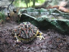 夢いっぱい人もいっぱいのサンシャイン水族館（4）両生類からは虫類にも出会う水辺の旅と、いろんなお菓子がいっぱいのショップ