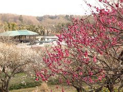 森林公園でやっと手にした春を満喫（後編）傾きつつある太陽の下で大急ぎで回った梅林