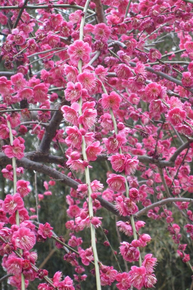 2012早春、今年見納めの枝垂梅(3/3)：名古屋市農業センター・枝垂白梅、枝垂紅梅