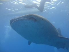 ジンベエザメを見にセブ島に行ってきました！