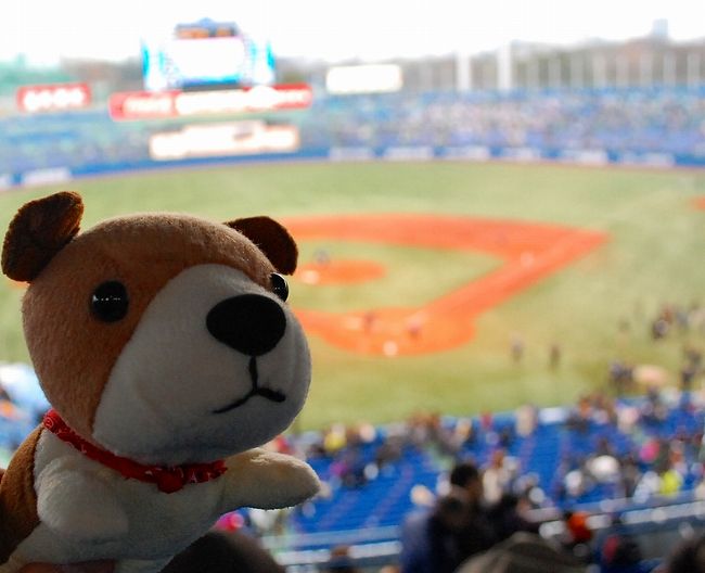 ヤクルトスワローズに太田と古野が入団したので、ヤクルトスワローズのファンクラブに入りました。<br />このオープン戦では、二人が投げる予定(ドラフト時点)だったのですが、<br />二人とも、まだ一軍にはいませんでした。<br />そんなわけで、ファイターズファンの私は、<br />ヤクルトVS日本ハムのオープン戦に、ファイターズ友達と行ってきました。<br />そして、ファイターズOFF会は、渋谷の安楽亭にて。<br /><br />スポーツナビのブログは、こちらです。<br />陽(北海道日本ハム)<br />http://www.plus-blog.sportsnavi.com/chifu/article/576<br />山田(東京ヤクルト)<br />http://www.plus-blog.sportsnavi.com/chifu/article/575