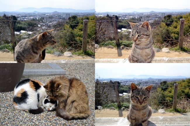 毎年、春・秋と訪れる通いなれた道。ハイキングだけではなく、季節季節の八朔や柿も目当てに歩く。途中で出会う動物たちも楽しみ!