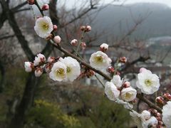 山梨へ行こう Part２（１） 梅と下部温泉