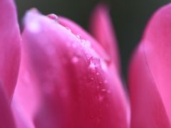 雨の日の花撮影　～ 大丸心斎橋店屋上にて ～