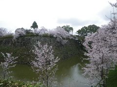 雨上がりの郡山城址　～　2011年京都・奈良　桜の旅３