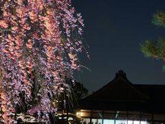 本当のお目当ては東大寺本坊の襖絵　～　2011年京都・奈良　桜の旅４