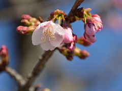 鎌倉 花散歩　2012春