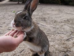 癒しの島・ウサギの楽園～広島・大久野島～