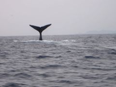 クジラ君の声は聴こえるのか　久米島編