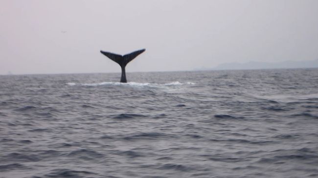 今年は元旦も仕事だったんで、クジラの声を聴きに久米島まで行ってきました。<br /><br />残念ながら水中で生クジラ声は聴こえませんでしたが、水中マイクでのクジラの声・笑い声を<br />聴くことができました。<br /><br />3/19(火) <br />□天候：晴　（フード無、バブ未使用） <br />□Point：①中の浜沖 <br />　　　　　②親子岩 <br />　 <br />3/20(水） <br />□天候：曇→雨　（フード有、バブ使用） <br />□Point：①ウーマガイ <br />　　　　　②イマズニ <br />　　　　　③トンバラサシ <br />　　イマズニの海底でギンガメリバーを撮ろうとしましたが <br />　　カメラの電源が入らず以降の写真無 <br /><br />　残念ながらハンマーはGetできず・・・