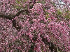 晴れの国　岡山（開花状況：梅満開の岡山後楽園）