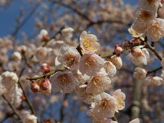 水戸偕楽園で、梅を満喫！今年はライトアップまで粘ってみた～！！