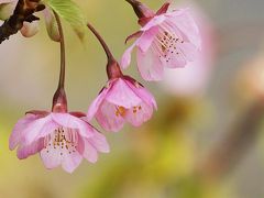 Solitary Journey ［1017］ 梅の次は！さくら♪桜で～す。早咲きの河津桜が咲き誇っていました。＜上関城山歴史公園＞山口県上関町