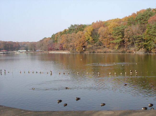 一年ぶりに井頭公園でバードウォッチングを楽しみました。<br />まだ紅葉が残っておりきれいな紅葉も楽しめましたが、来園者が多かったせいか肝心の鳥さんの方はイマイチ出てくれませんでした。<br />全般に小鳥の冬鳥の出足が遅れているとの情報もあり、小鳥類はほとんど見られませんでした。<br /><br />表紙写真は、井頭公園の風景。<br /><br />※ 2017.02.06 位置情報登録