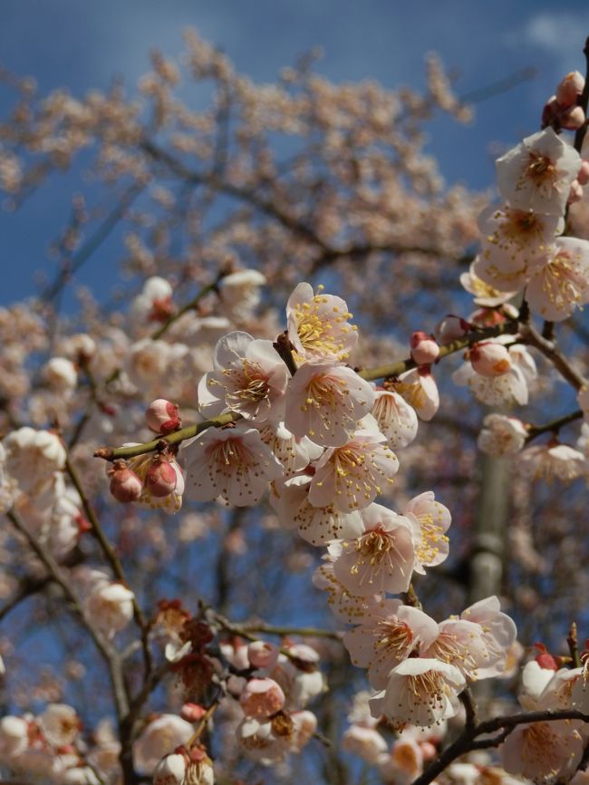 ３月２５日（日）、水戸偕楽園の梅がやっと７分咲きになったということ、JR偕楽園臨時駅に、電車が今日までは停車すること、ライトアップが今日まで延期されたこと、今日は天気もよさそう・・という条件が揃ったので、いよいよ今年も、偕楽園の梅を観に行くことにしました。<br /><br />昨年は、でかけようと予定していたら、大震災が発生してしまい、それどころではなくなったけれど、今年で、３回目くらいの偕楽園の梅鑑賞です。<br /><br />期間限定でライトアップもされ、今までも気にはなっていたものの、夜まで粘る気力もなかったので、観たことがなかったのですが、今年は、少し遅めに出て、ライトアップも楽しんできました。