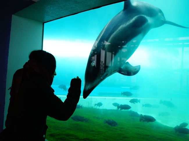 のとじま水族館の動物たち それから和倉温泉と美味しいお寿司 能登島 石川県 の旅行記 ブログ By さるひこさん フォートラベル